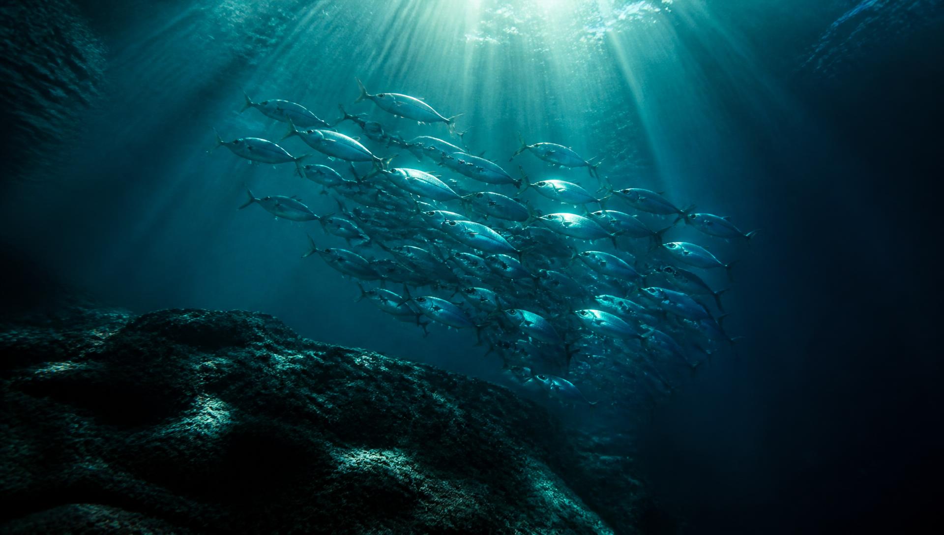 School of silver fish swimming through sunlit deep blue water